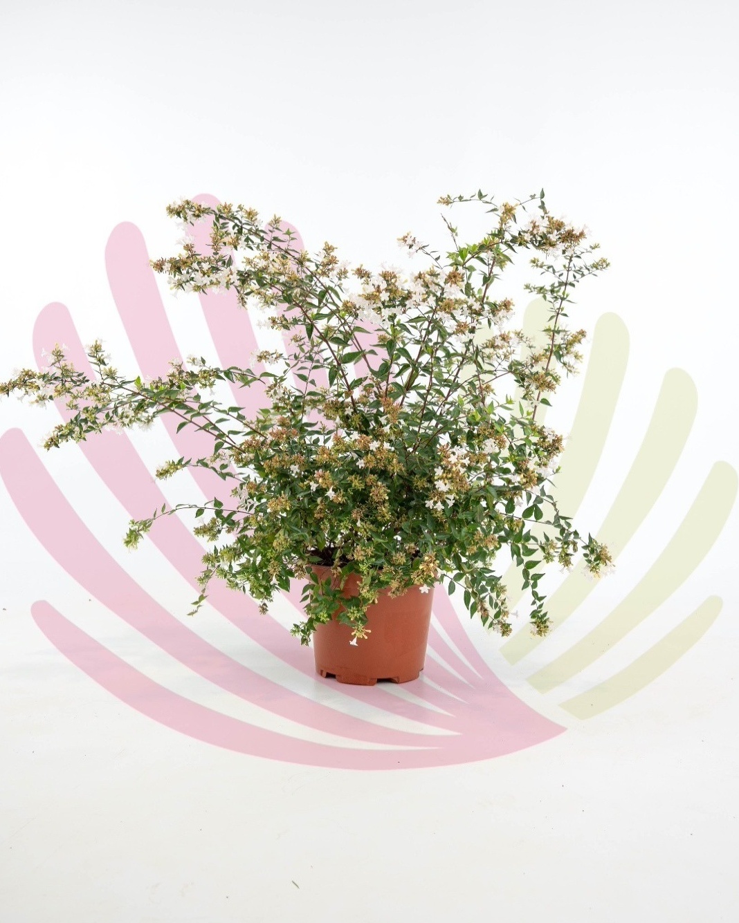 Abelia grandiflora - P001010V0100Z00010